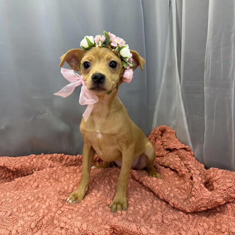 Sausage Roll thumbnail 2