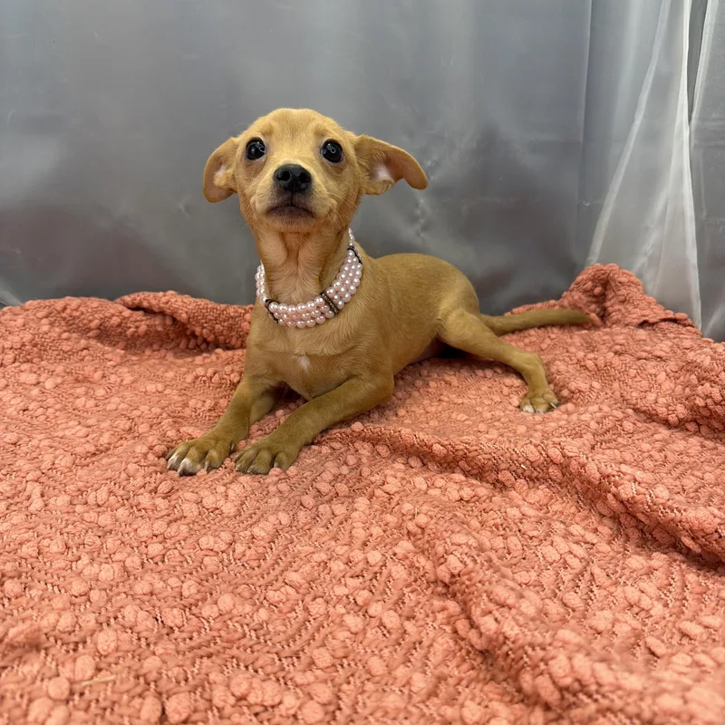 Sausage Roll thumbnail 5