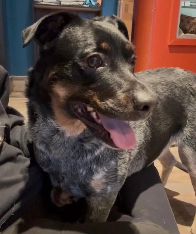 An adult medium-sized male Black Mixed Breed dog named Jake for adoption in Osseo, MI