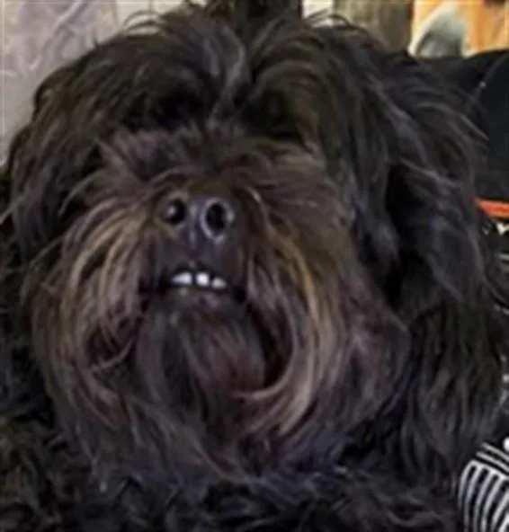 An adult small-sized female Maltese dog named Wanda for adoption in Los Angeles, CA