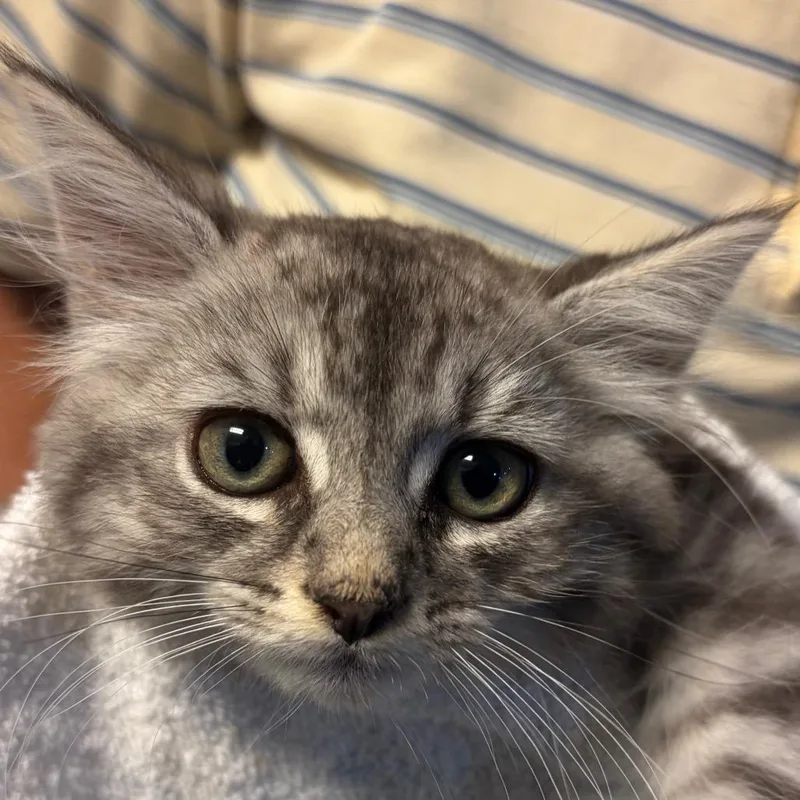 A baby small-sized male Gray / Blue / Silver Domestic Short Hair cat named Garlic for adoption in Waldorf, MD