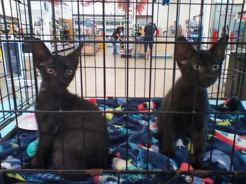 A young medium-sized male Black Domestic Short Hair cat named Wiley for adoption in Naples, FL