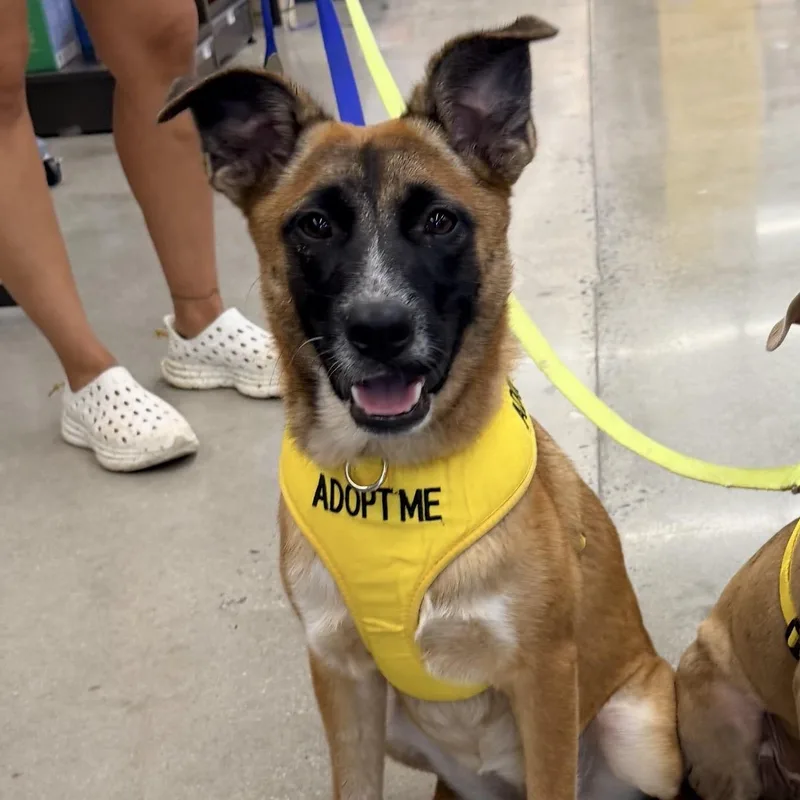 A baby medium-sized female Tricolor (Brown, Black, & White) Belgian Shepherd / Malinois dog named Ivy for adoption in Purcellville, VA