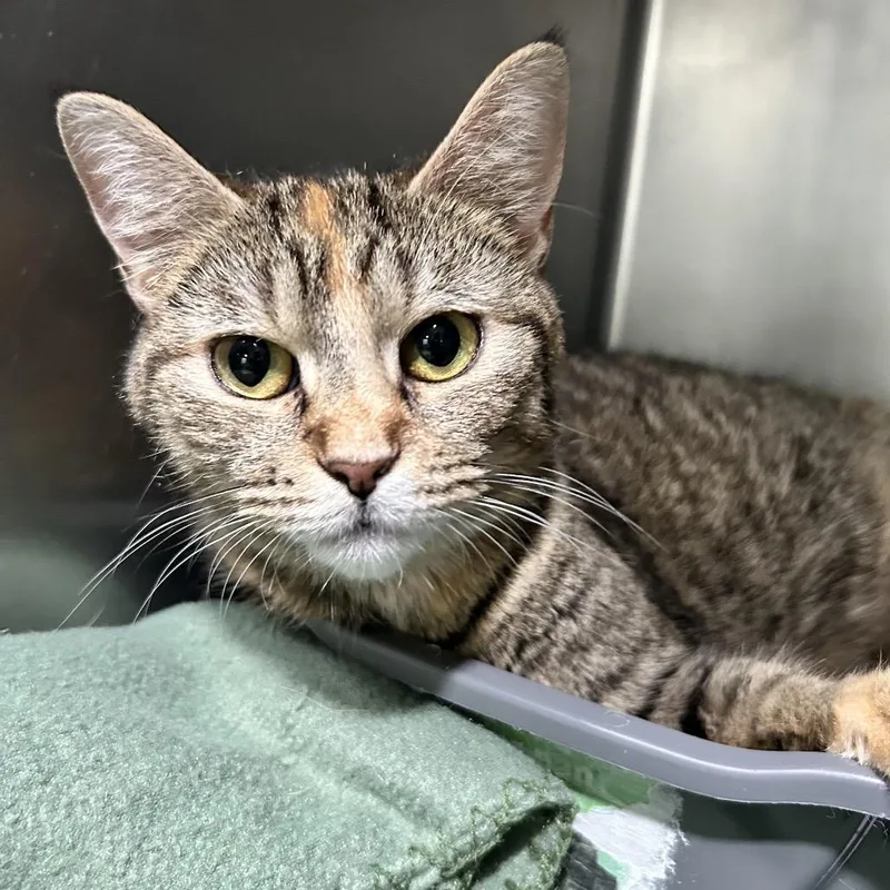 A young medium-sized female Brown / Chocolate Domestic Short Hair cat named Foxy Cleopatra for adoption in Newport, NC