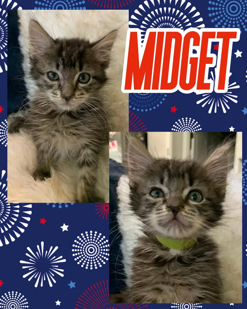 Midget thumbnail 3