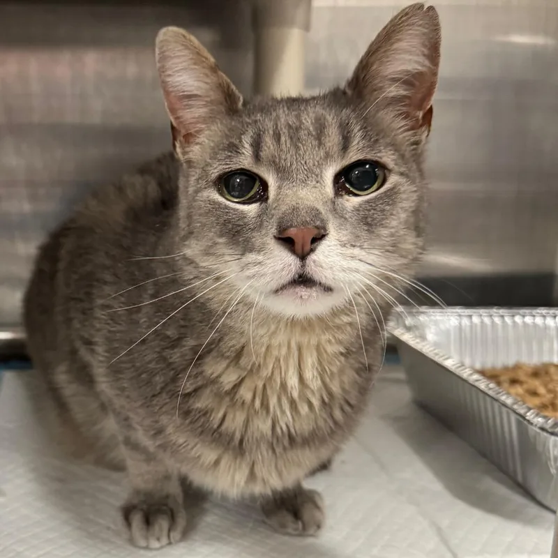 A senior medium-sized female Gray / Blue / Silver Domestic Short Hair cat named Alouette for adoption in Salt Lake City, UT
