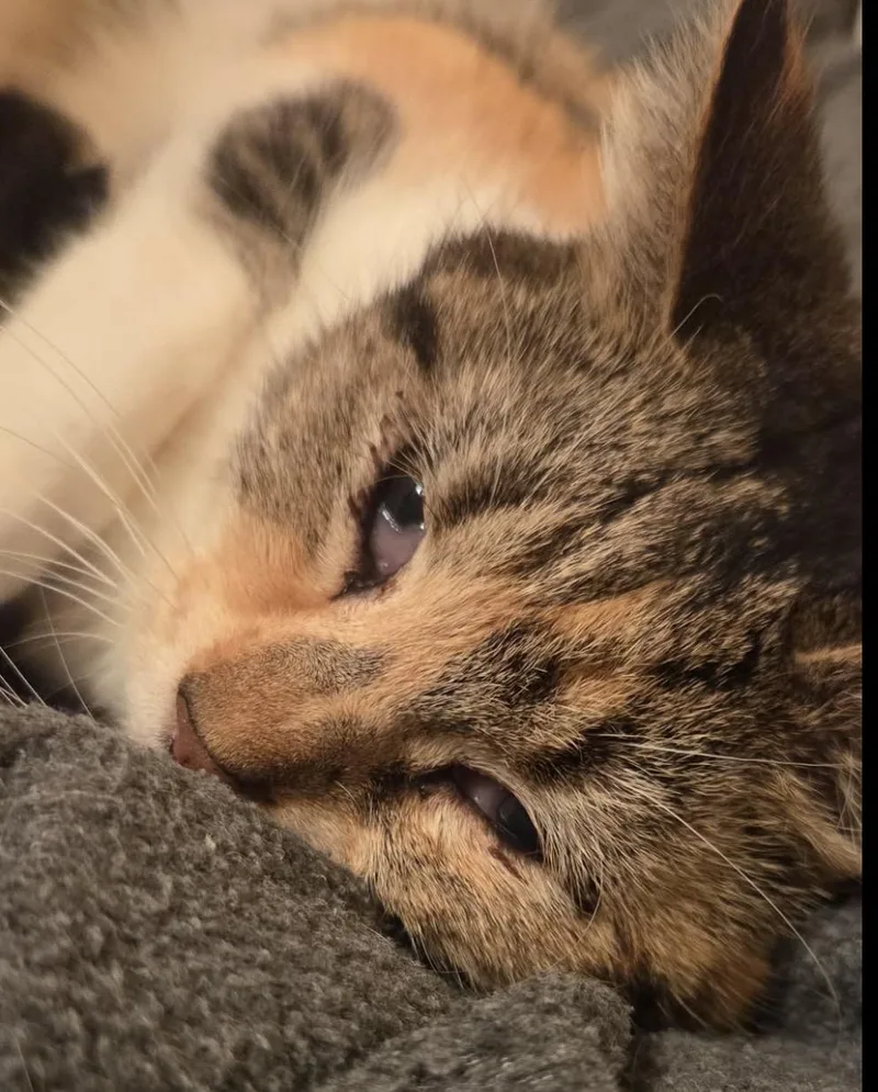 Clementine thumbnail 2