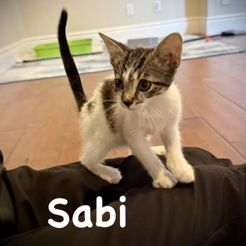 A baby small-sized female White Domestic Short Hair cat named Sabi for adoption in Sarasota, FL