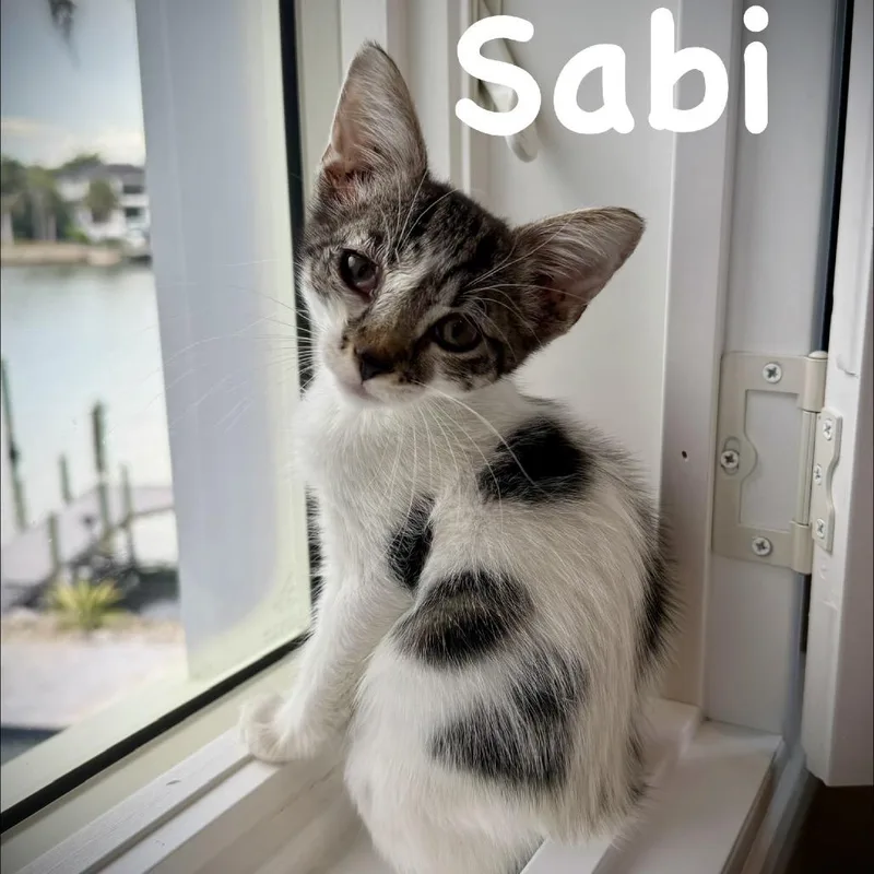 Sabi thumbnail 4
