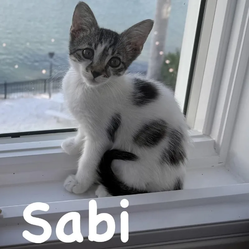Sabi thumbnail 6