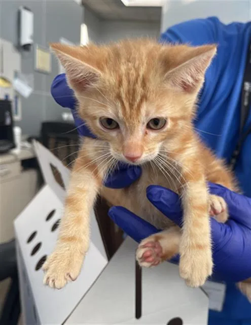A baby medium-sized male Domestic Short Hair cat named Oliver for adoption in Dallas, TX