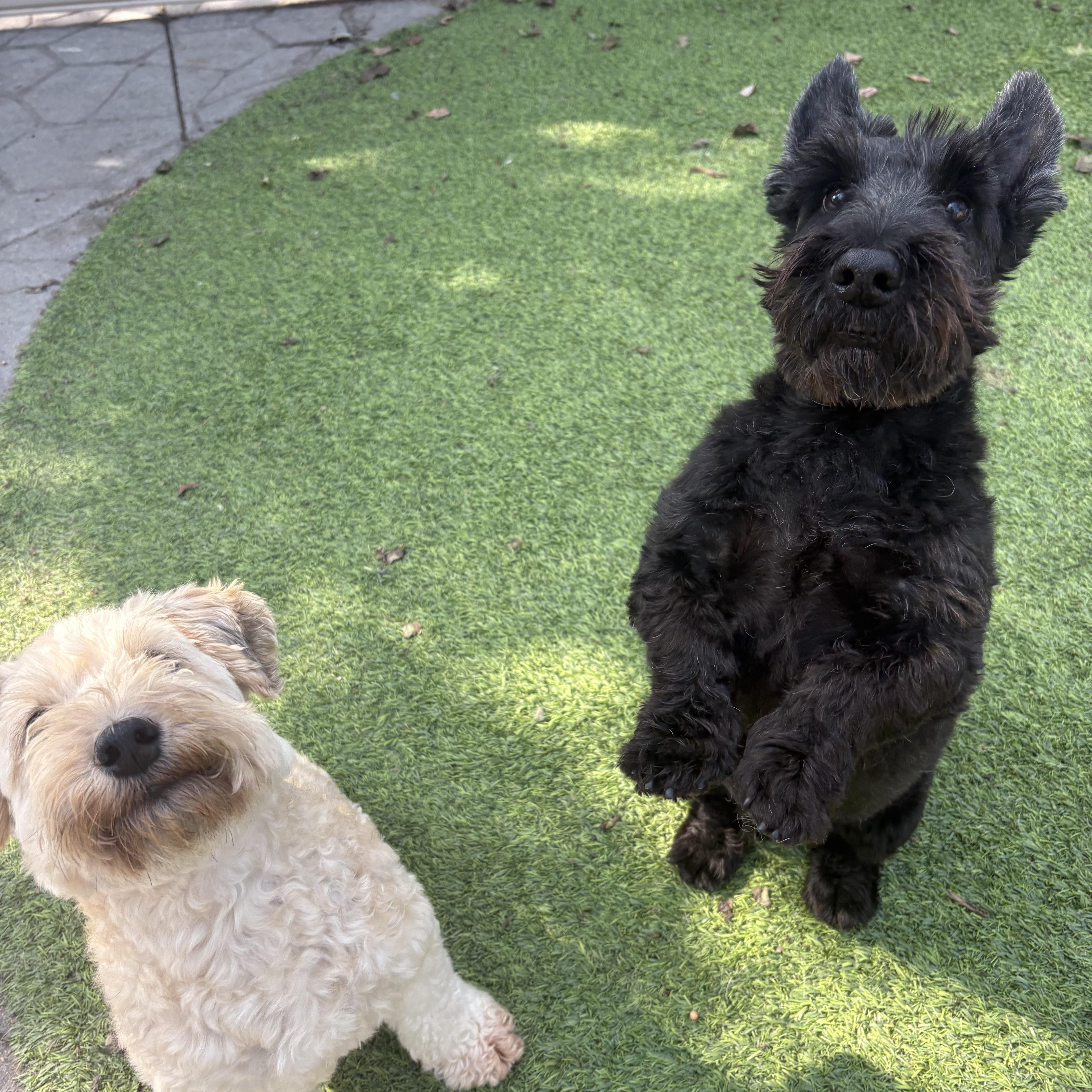 Hogan and Doris thumbnail 3