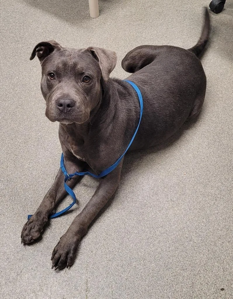 A young large-sized male American Staffordshire Terrier dog named Trouble for adoption in Hopkinsville, KY