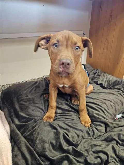 A baby medium-sized male Pit Bull Terrier dog named Clifford for adoption in Frisco, CO
