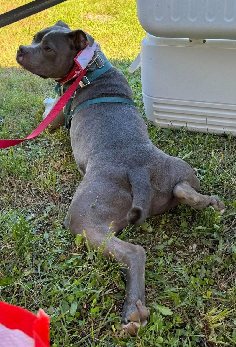 An adult medium-sized male Pit Bull Terrier dog named Sugar Cane for adoption in Germantown, OH