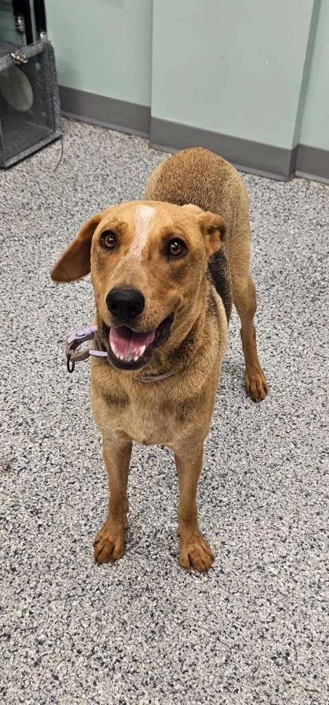 A young large-sized female Terrier dog named Sabrina for adoption in Athens, TN