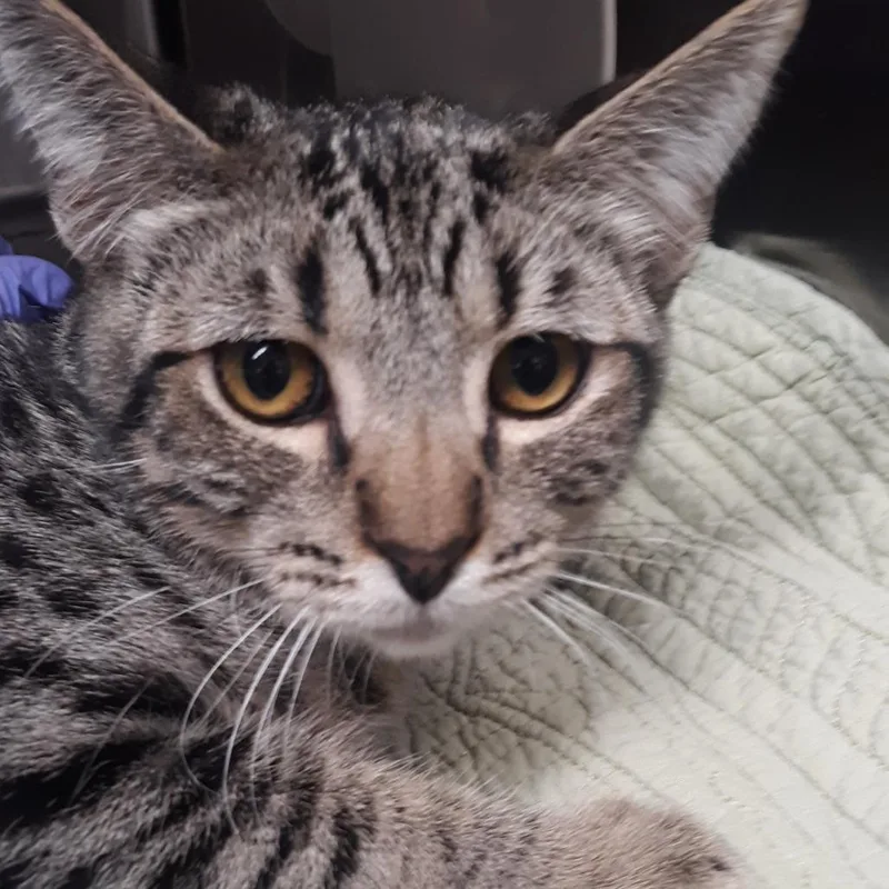 A baby medium-sized male Brown / Chocolate Domestic Short Hair cat named Fez for adoption in Spokane, WA