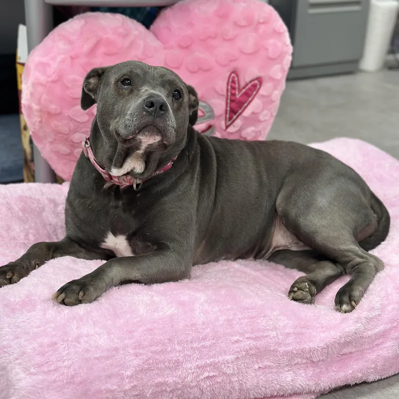 An adult medium-sized female Mixed Breed dog named Bella for adoption in Youngstown, OH