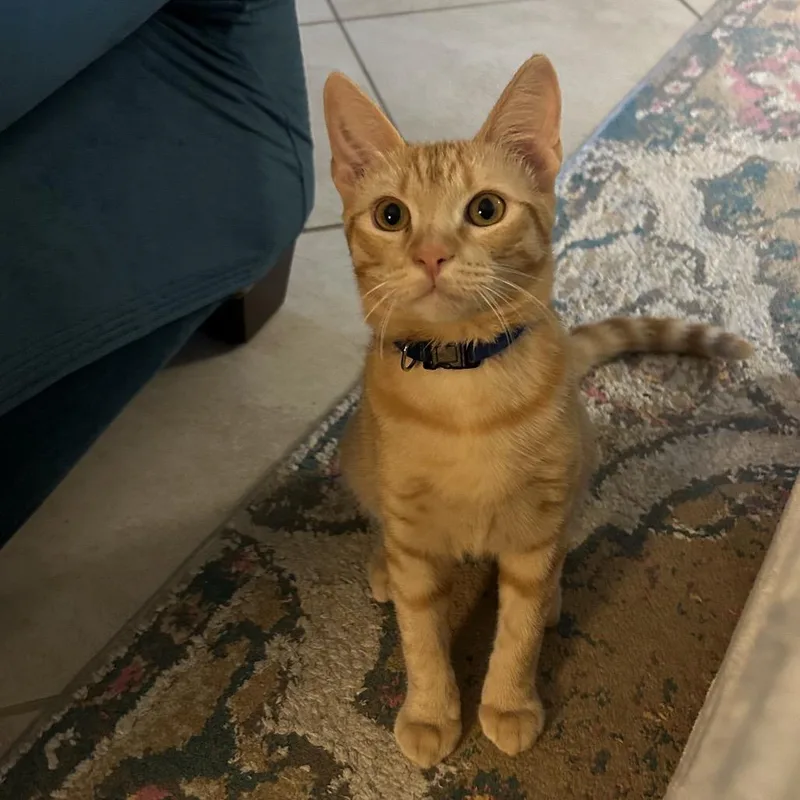 O Brother Where Art thumbnail 2