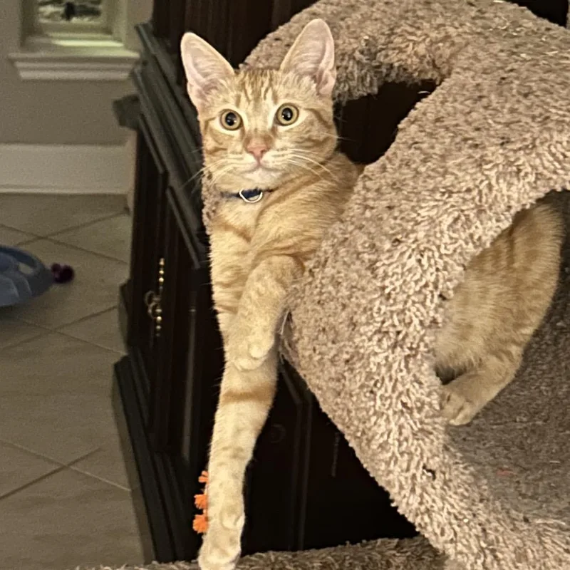 O Brother Where Art thumbnail 3