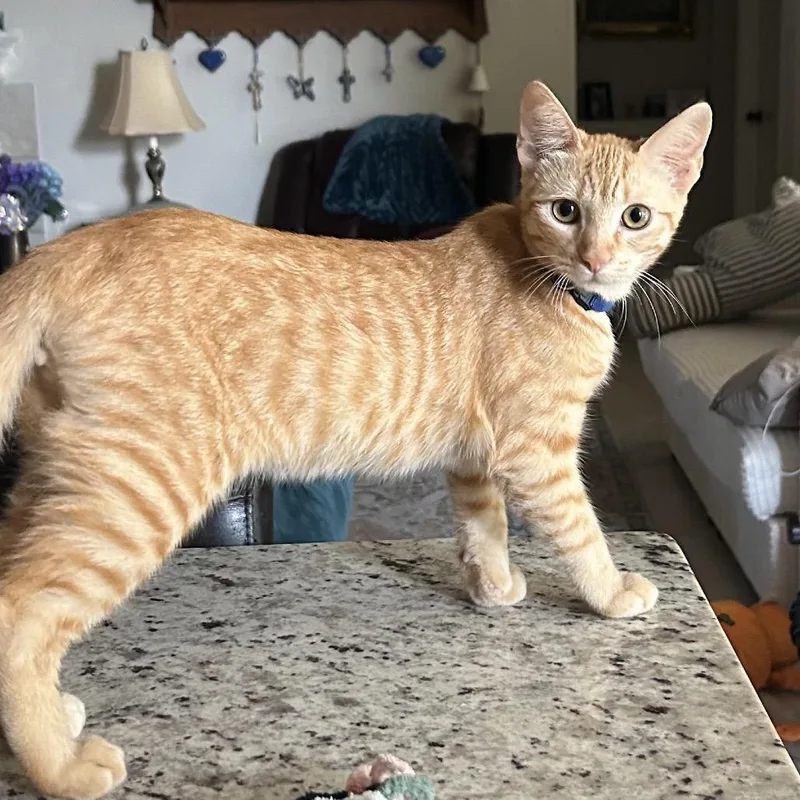 O Brother Where Art thumbnail 4