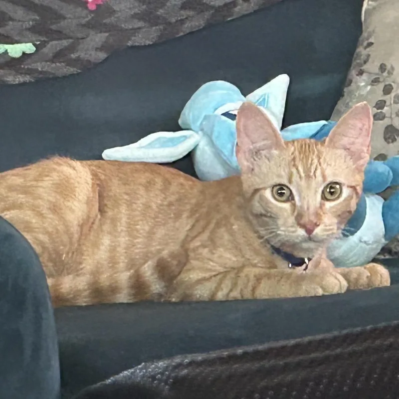 O Brother Where Art thumbnail 5