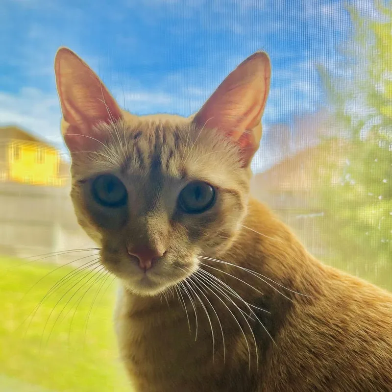 O Brother Where Art thumbnail 6