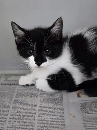 A Sheba Petsmart West