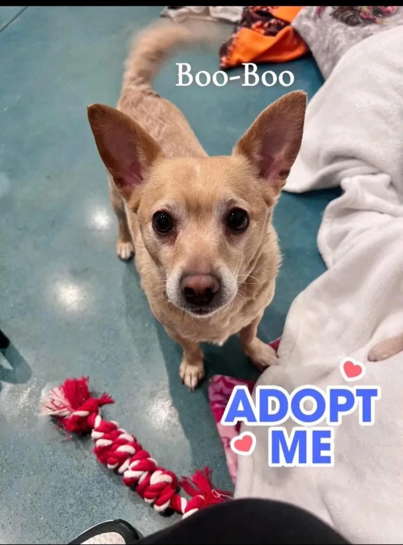 An adult small-sized male Apricot / Beige Terrier dog named Boo Boo for adoption in Saginaw, MI