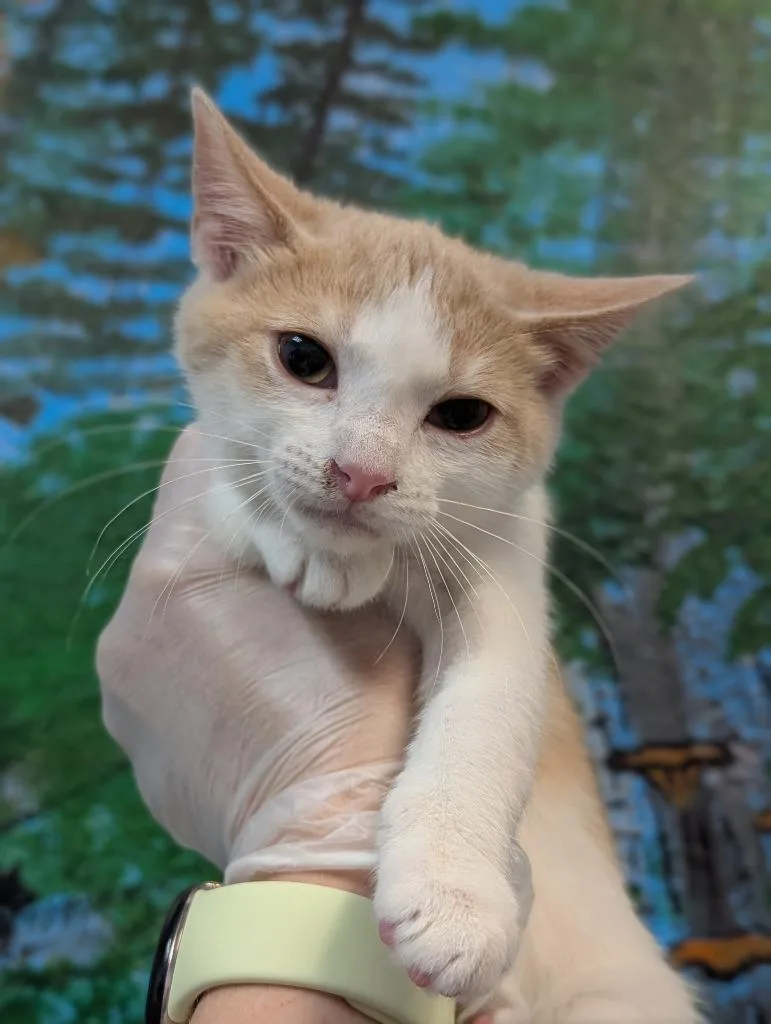 A baby small-sized female Domestic Short Hair cat named Kemah for adoption in New Braunfels, TX