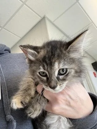 Pixie