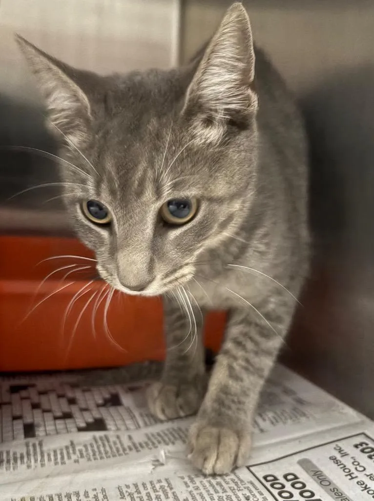 A young large-sized male Domestic Short Hair cat named Teagan for adoption in Henderson, NC