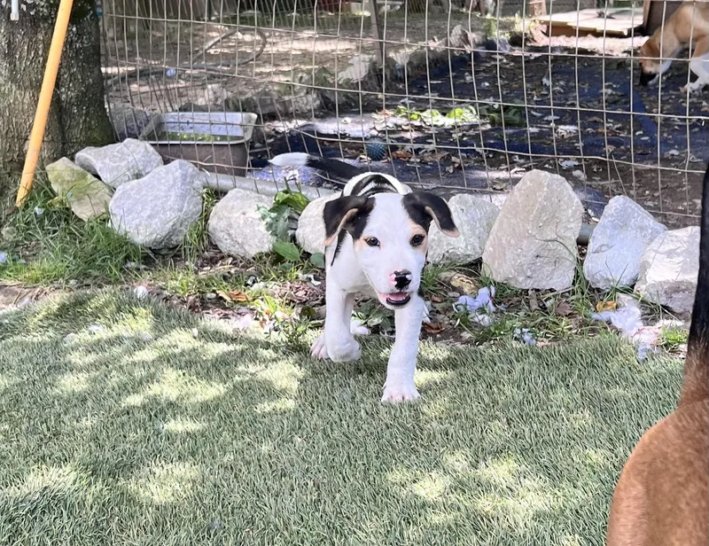 A baby medium-sized male Tricolor (Brown, Black, & White) Hound dog named Otis Outstanding for adoption in Andover, MA