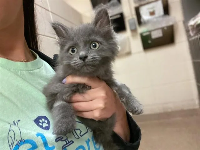 A baby small-sized male Domestic Long Hair cat named Clay for adoption in Fort Wayne, IN