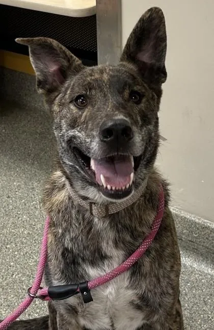 An adult large-sized male Shepherd dog named Broly for adoption in Kansas City, MO