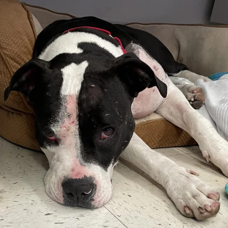 An adult large-sized female Black Pit Bull Terrier dog named Sophia for adoption in Fresno, CA