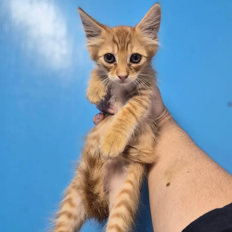 A baby small-sized male Domestic Medium Hair cat named Jimmy Uso for adoption in Wahiawa, HI