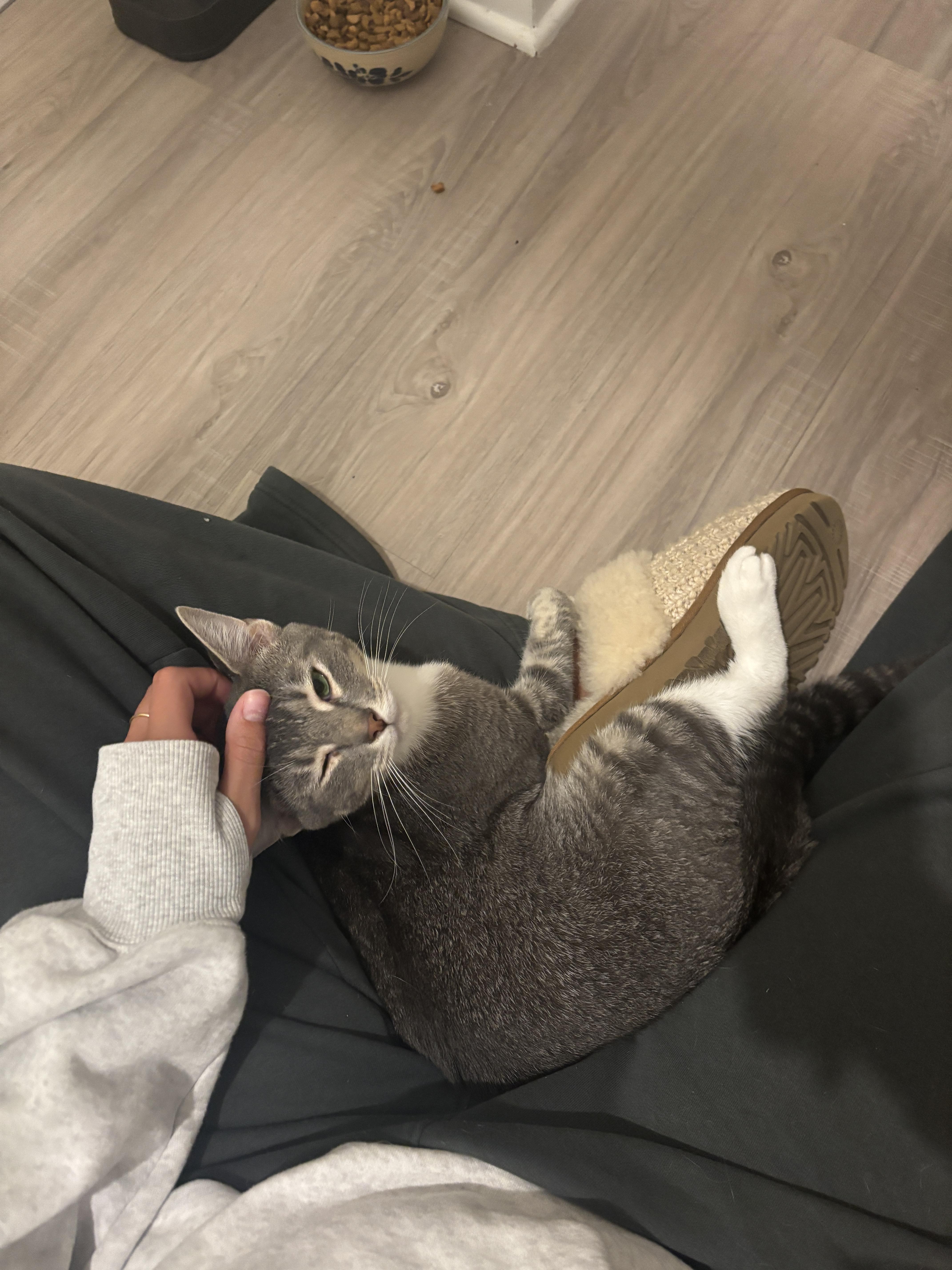 A young large-sized male Domestic Short Hair cat named Porter for adoption in Wilmington, NC