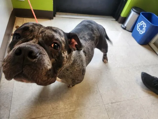 A young medium-sized female Pit Bull Terrier dog named Shortcake for adoption in Kent, WA