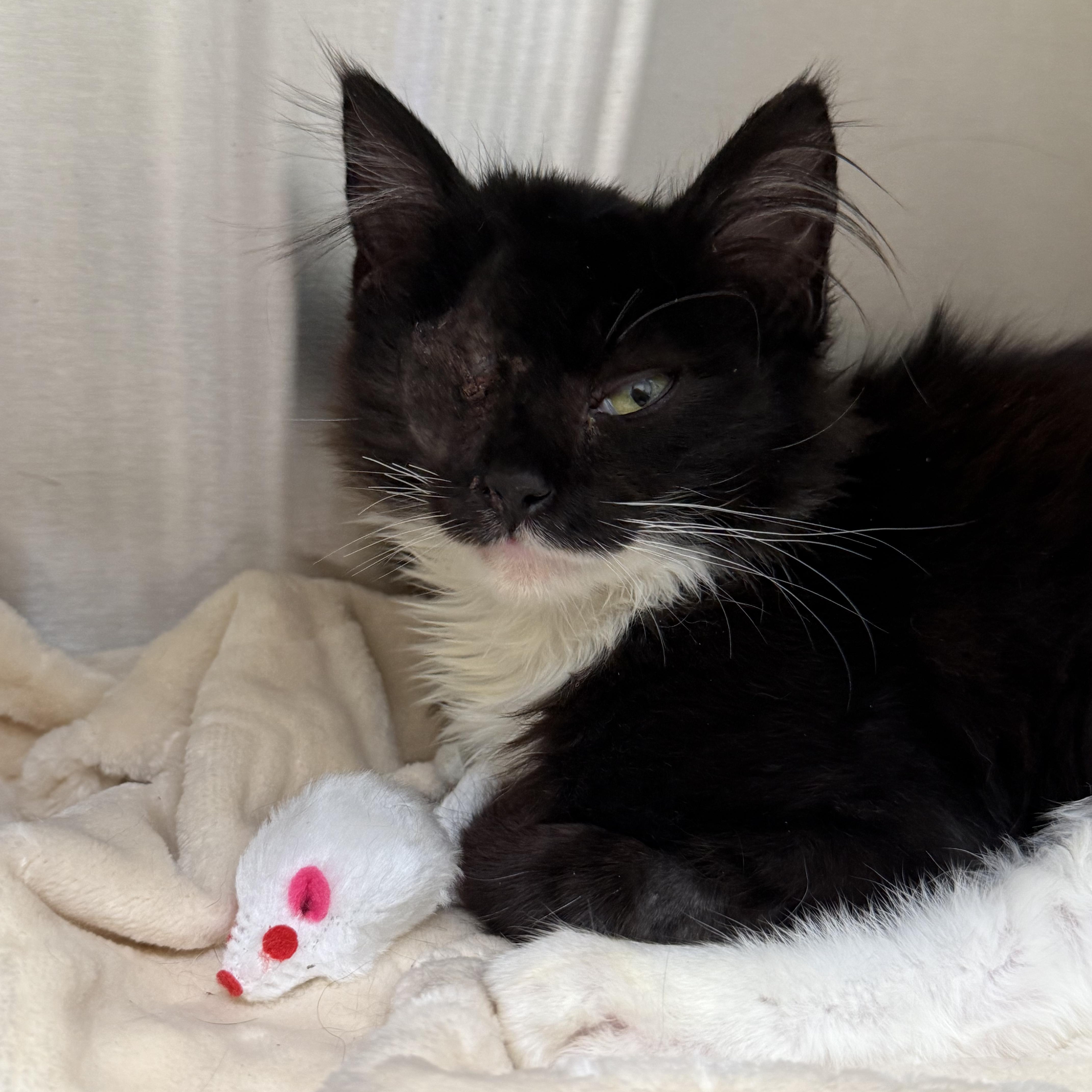 A baby medium-sized female Domestic Medium Hair cat named Summer for adoption in Mount Rainier, MD