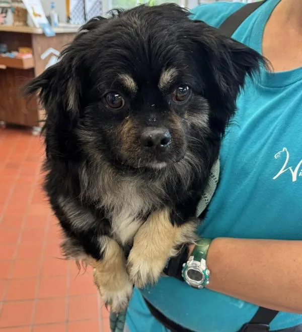 An adult small-sized male Shih Tzu dog named Alfred for adoption in Salisbury, MD