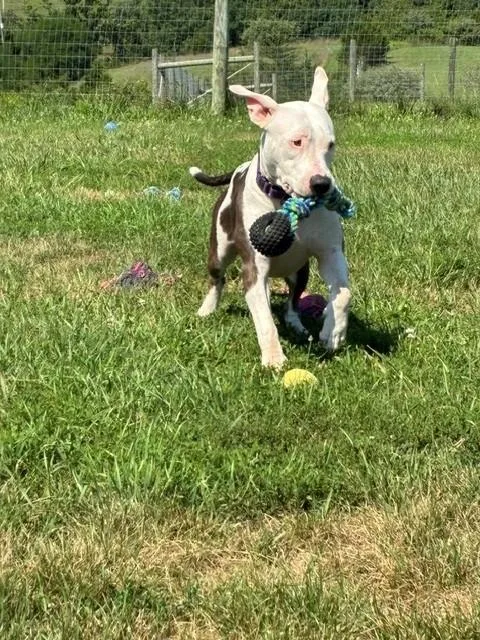 A young medium-sized female White / Cream American Staffordshire Terrier dog named Ivy for adoption in Augusta, WV