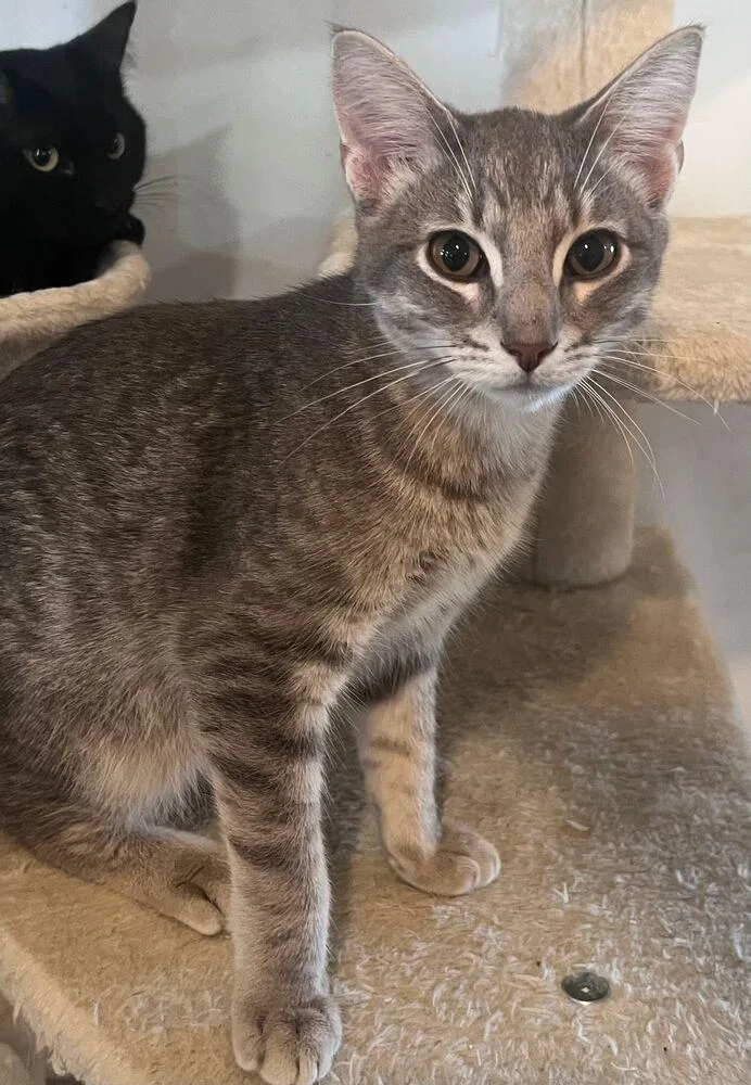 A young medium-sized male Gray / Blue / Silver Domestic Short Hair cat named Velcro for adoption in McPherson, KS