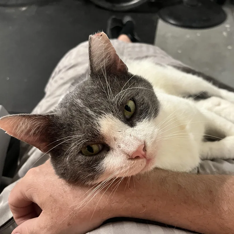An adult large-sized male Gray & White Domestic Short Hair cat named Larry for adoption in Houston, TX