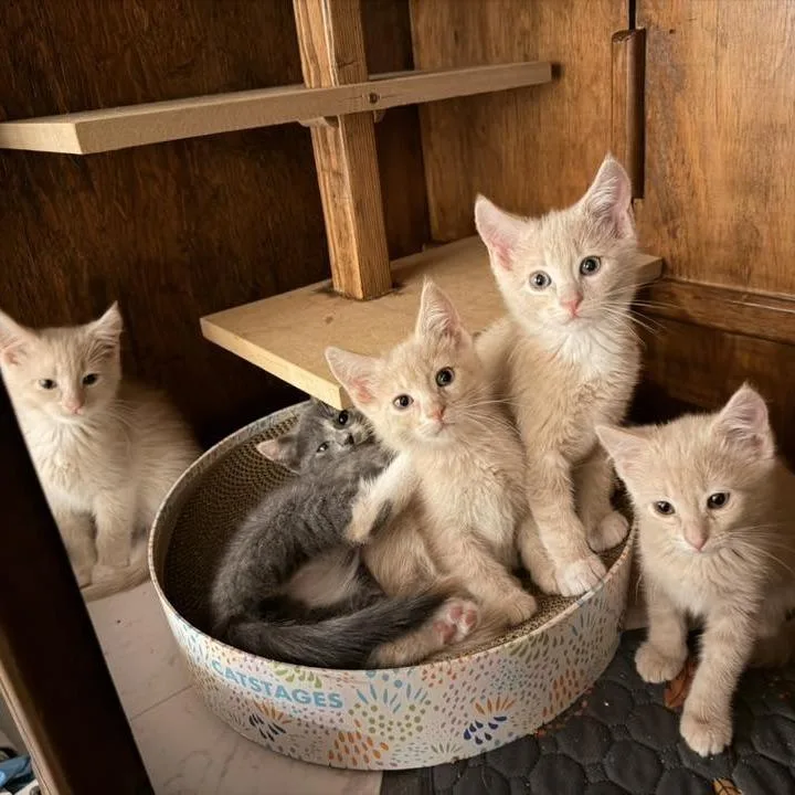 A baby small-sized female Buff / Tan / Fawn Domestic Short Hair cat named Mantis Jessup for adoption in Eagle Mountain, UT