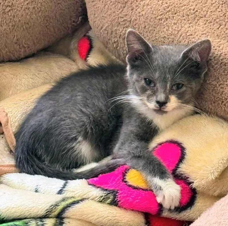 A young medium-sized male Tuxedo cat named Gus for adoption in Knoxville, TN