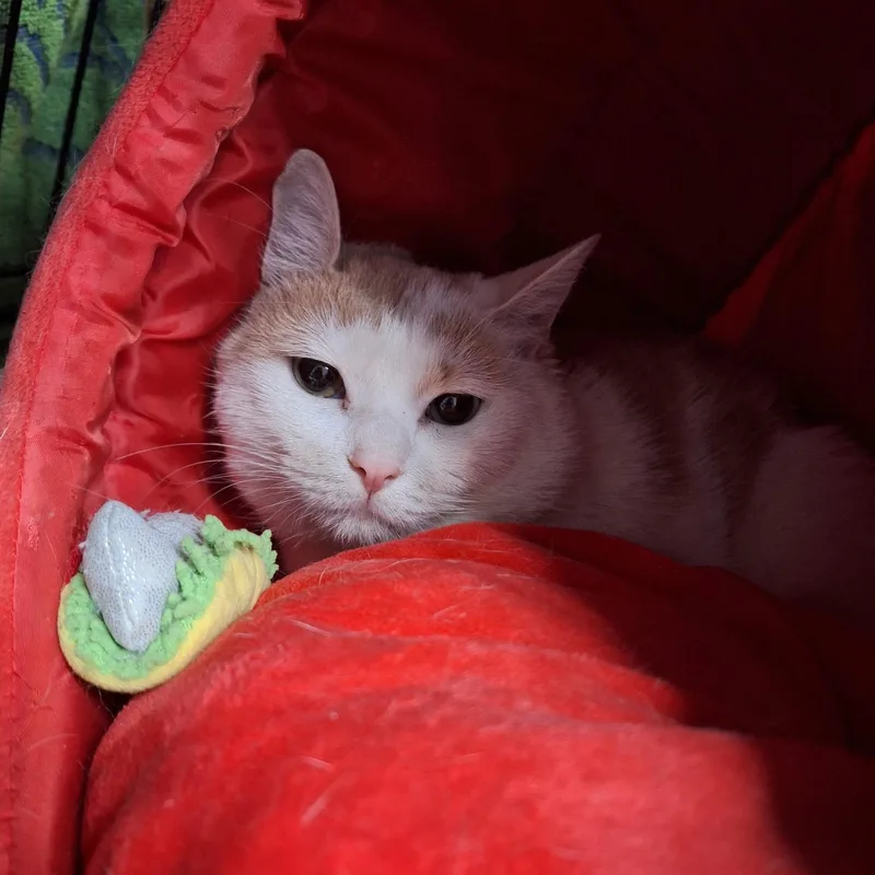 A young medium-sized male Domestic Short Hair cat named Binx for adoption in Clarinda, IA