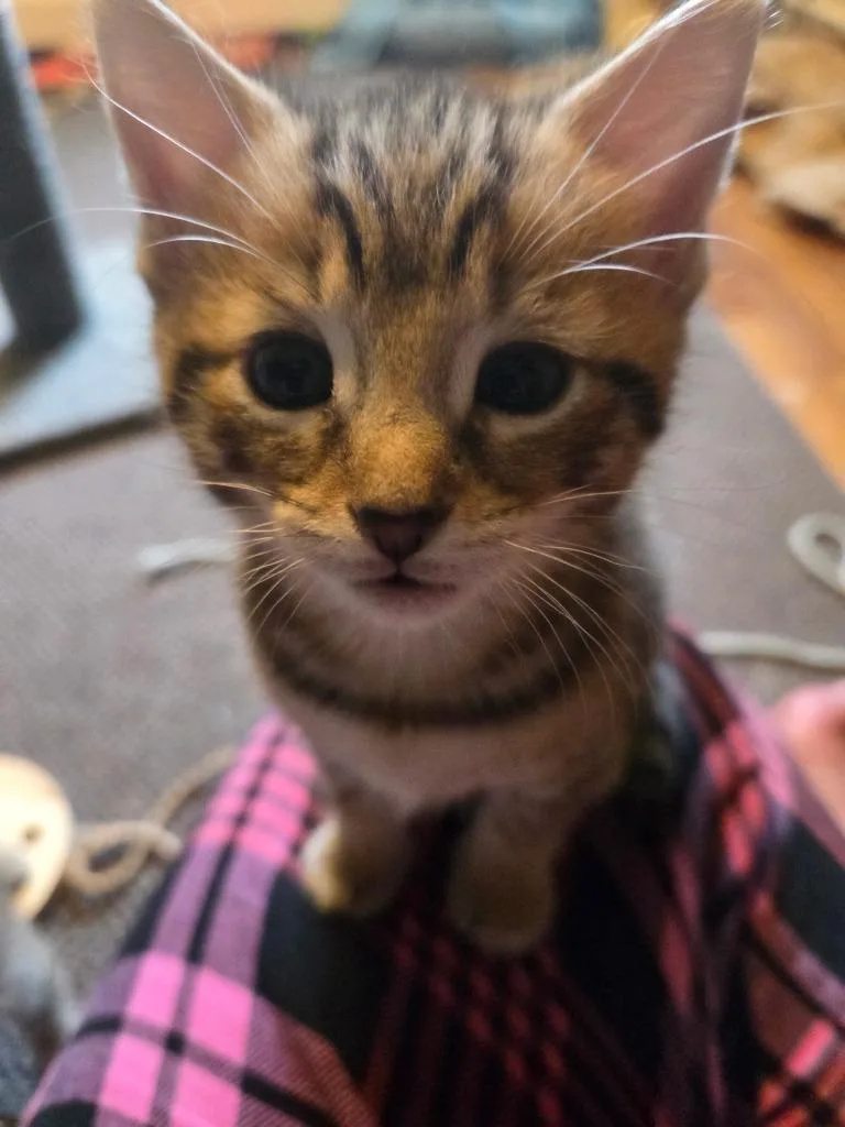 A baby medium-sized male Domestic Short Hair cat named Sprout fka Clover Bell for adoption in Windsor, CT