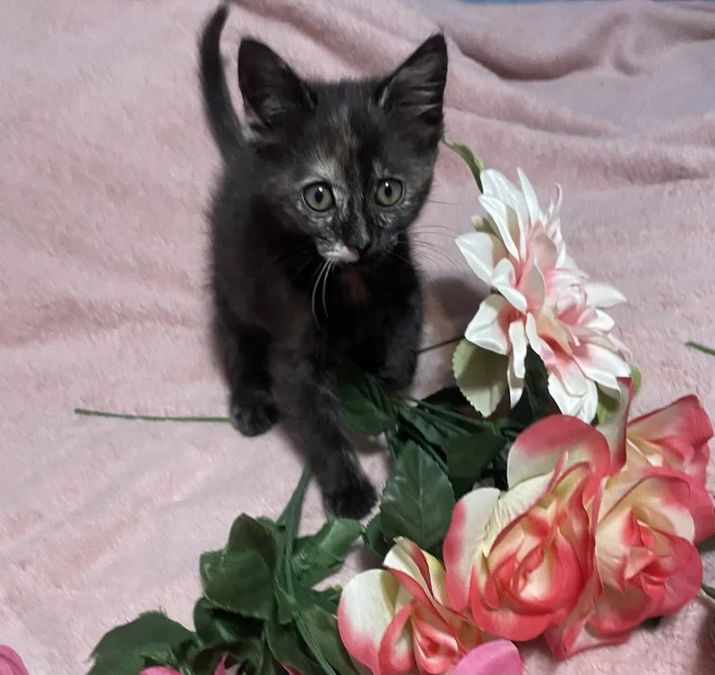 A baby medium-sized female Tortoiseshell cat named Daytona for adoption in Wesley Chapel, FL