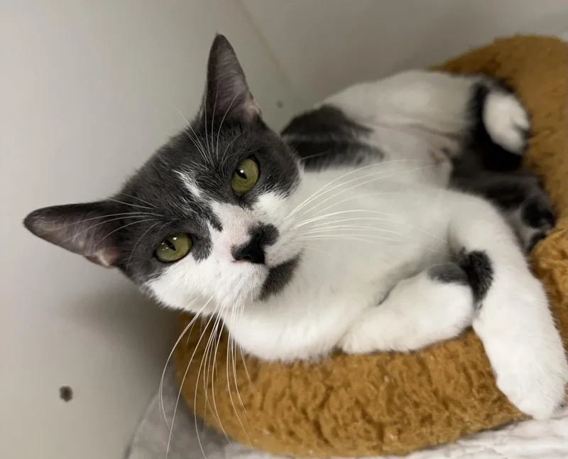 A young medium-sized female Gray & White Domestic Short Hair cat named Anniephylaxis for adoption in Satellite Beach, FL